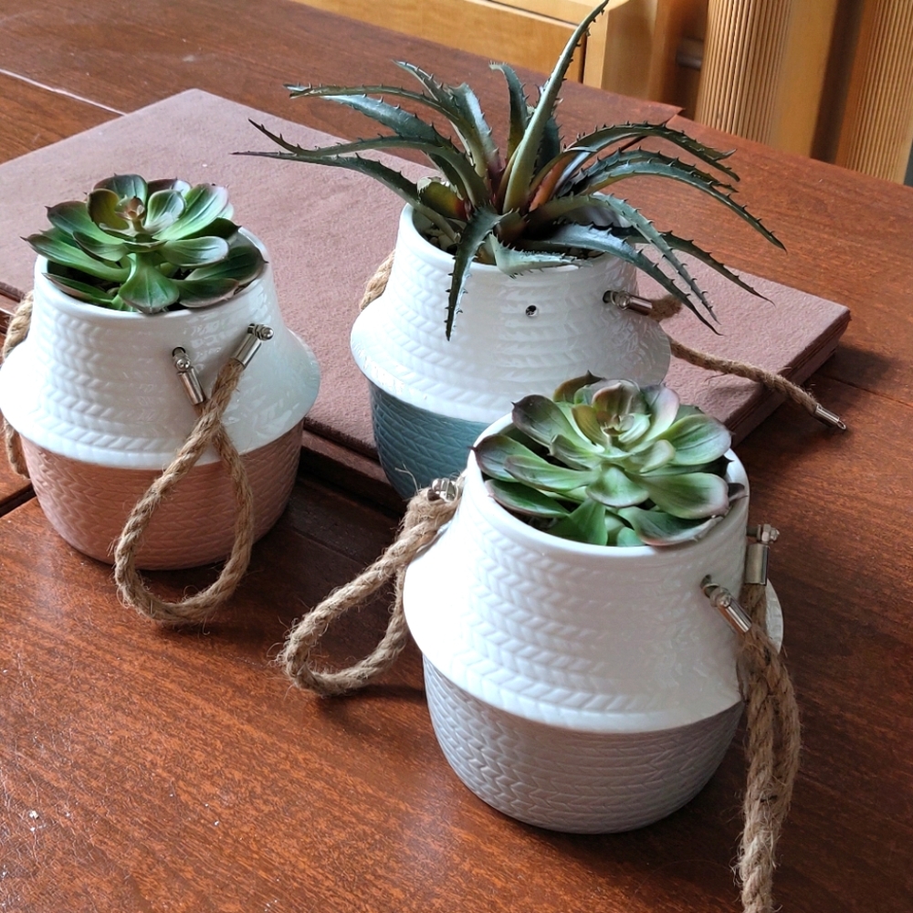 Three cactus plants in ceramic pots